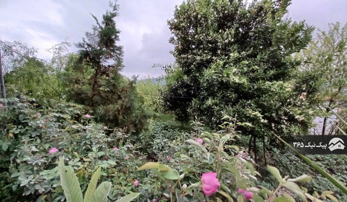 ویو 1 کلبه جنگلی چوبی کالیکلا لفور