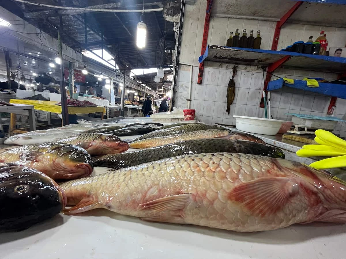 بازار ماهی بابلسر | راهنمای خرید ماهی تازه + آدرس، ساعت کاری و فوت و فن‌های مهم