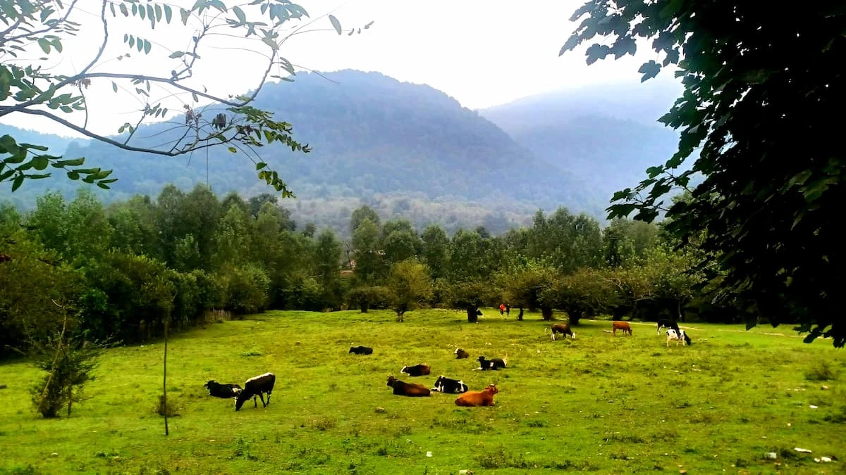 مازندران کجا بریم؟ بهترین مناطق مازندران از جنگل تا دریا